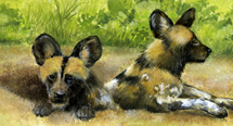 Illustration Wildhunde Zoo Osnabrück